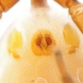 A2224